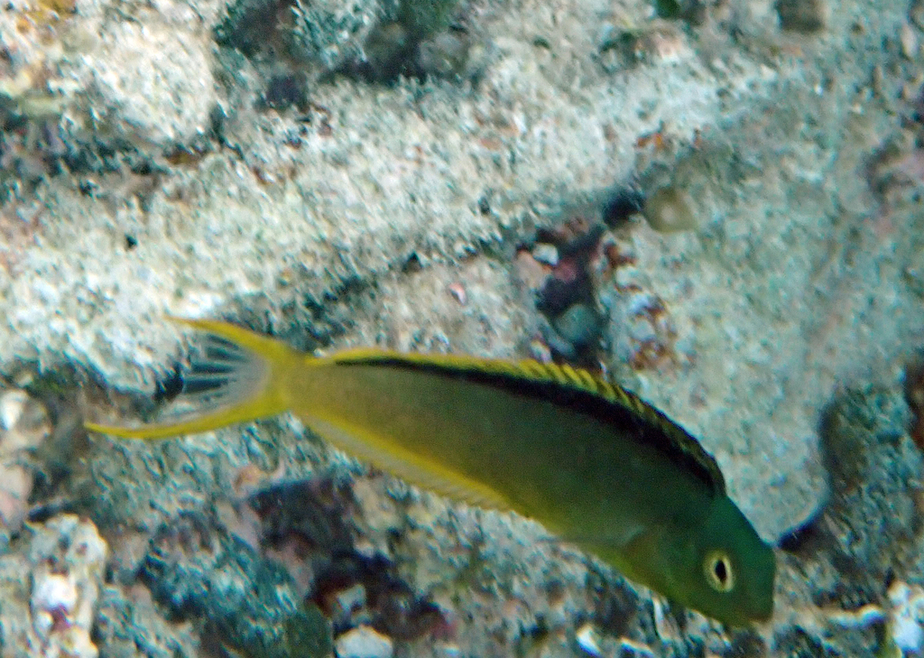 Tonga Fangblenny