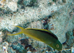 Tonga Fangblenny photo 1