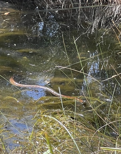 Tiger Snake sighting