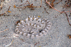 Crotalus cerastes cerastes