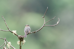 Knipolegus poecilurus