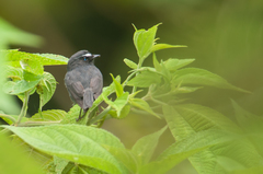 Ochthoeca thoracica
