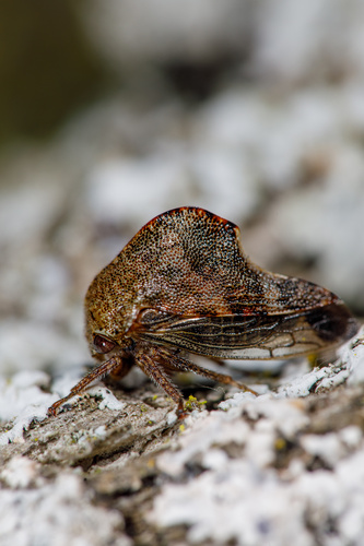 Telamona vestita