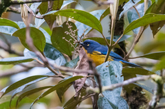 Anisognathus lacrymosus