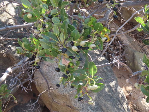 Green Resin Tree (Ozoroa concolor)