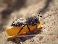 Megachile leachella