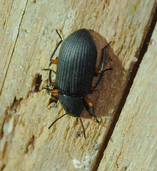 Haplandrus fulvipes