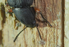 Haplandrus fulvipes