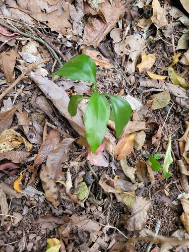 Hetaeria oblongifolia observed 2024-09-20