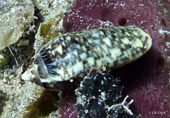 Oliva reticularis