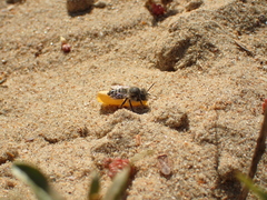 Megachile leachella