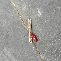 Dicelosternus corallinus