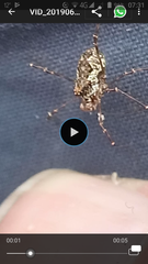 Megabunus diadema