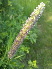 Phleum pratense