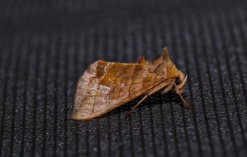 Diachrysia aereoides
