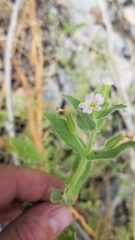 Erythranthe parishii