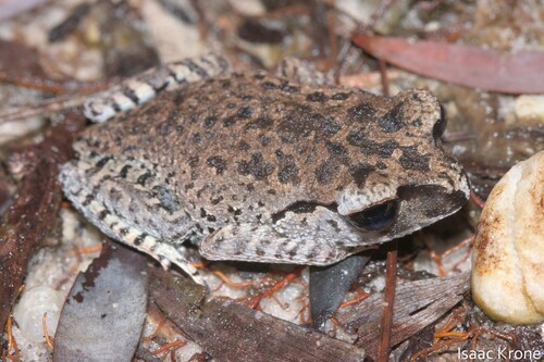 Inger's Litter Frog, Leptobrachium ingeri