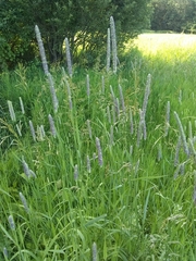 Phleum pratense