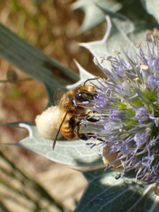 Megachile maritima