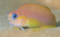Midas Blenny photo 2