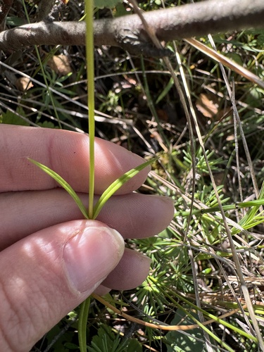 Image of Gentianopsis virgata by (c) Celina Waldron, some rights reserved (CC BY)