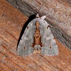Catocala grynea