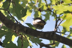 Leiothlypis crissalis