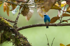 Chalcothraupis ruficervix