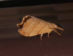 Drepana bilineata