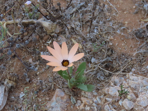 Image of Dimorphotheca sinuata by no rights reserved