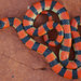 Variable Groundsnake - Photo (c) John Sullivan, some rights reserved (CC BY-NC)