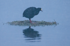 Fulica gigantea