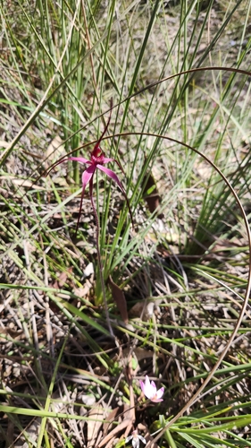 Image of Caladenia formosa by (c) emilyhoskin, some rights reserved (CC BY)