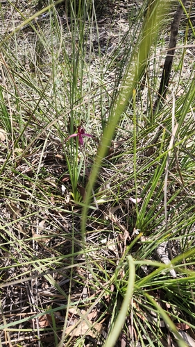 Image of Caladenia formosa by (c) emilyhoskin, some rights reserved (CC BY)