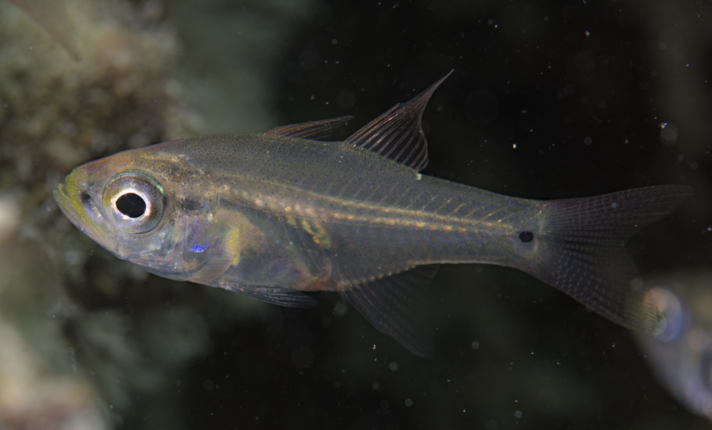 Lagoon Cardinalfish