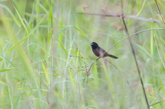 Sporophila angolensis