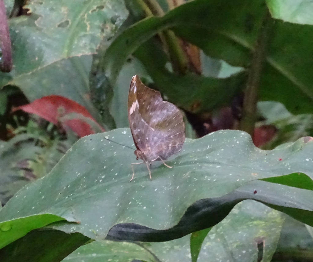 Sophus Forester