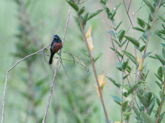 Sporophila angolensis