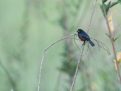 Sporophila angolensis