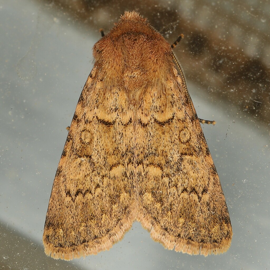 Hadula cimbebesia