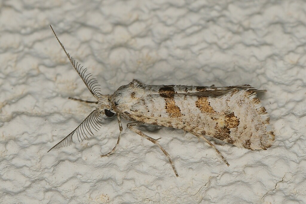 Pseudurgis minorata