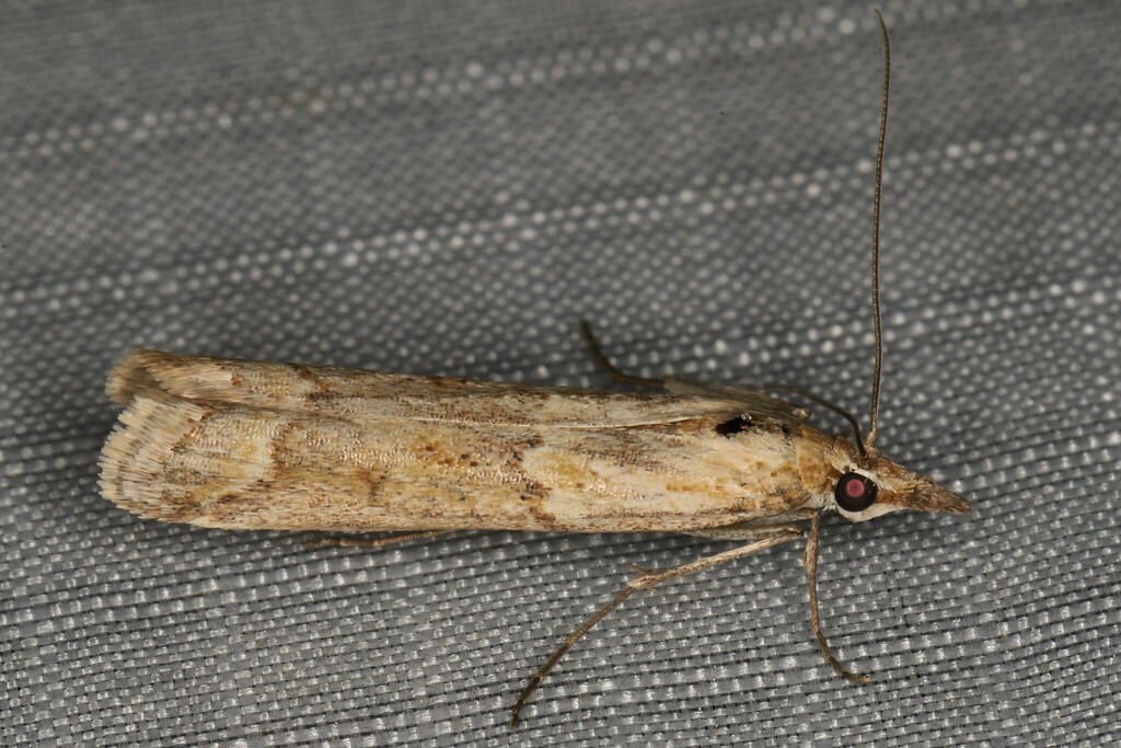 Ancylosis mimeugraphella