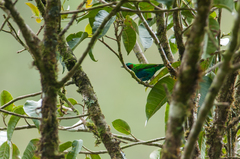 Chlorochrysa calliparaea
