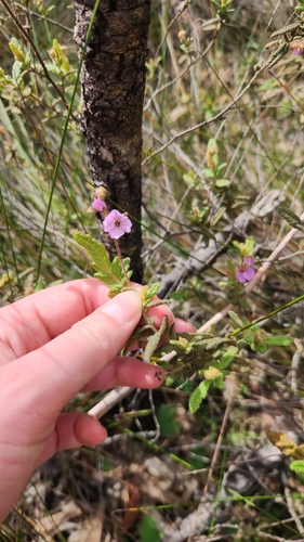 Image of Thomasia petalocalyx by (c) emilyhoskin, some rights reserved (CC BY)