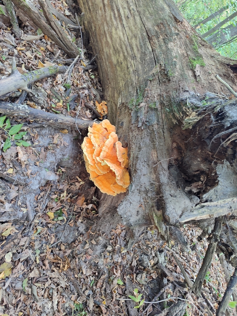 Polyporus sulphureus<br>09 December, 2024