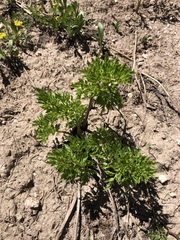 Ligusticum