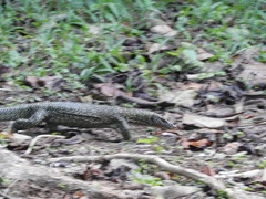 Varanus indicus