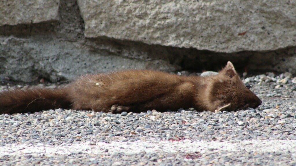 Pacific Marten in September 2024 by Sean Cozart · iNaturalist