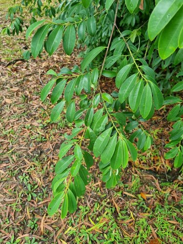 Erythroxylum cuneatum observed 2024-09-14