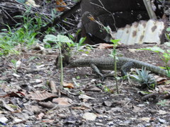 Varanus indicus